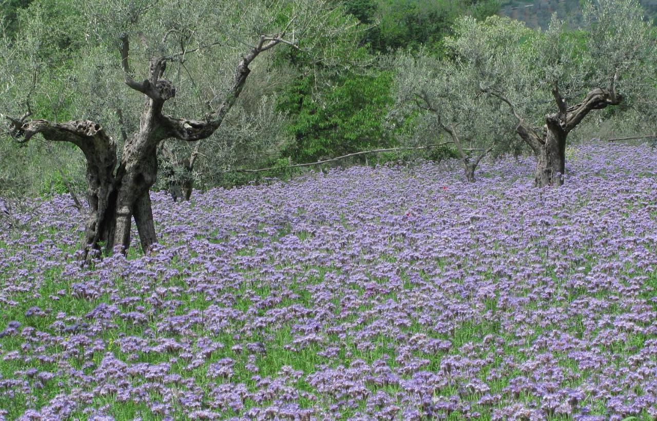 Agriturismo Il Ponticello Vaiano  Cameră foto